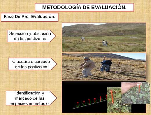 Fenología del trébol de puna en las praderas nativas altoandinas - Image 5