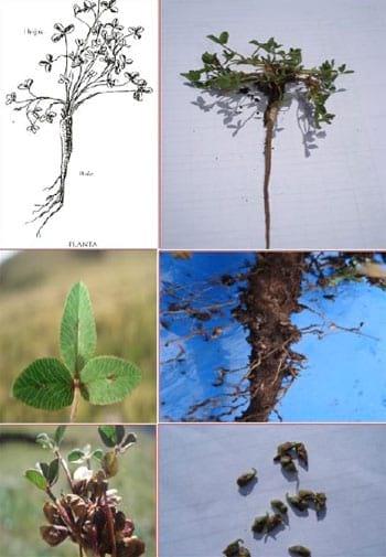 Fenología del trébol de puna en las praderas nativas altoandinas - Image 7