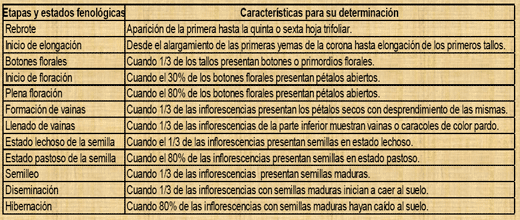 Fenología del trébol de puna en las praderas nativas altoandinas - Image 8