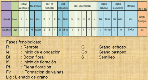 Fenología del trébol de puna en las praderas nativas altoandinas - Image 9