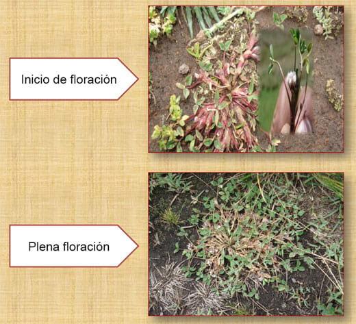 Fenología del trébol de puna en las praderas nativas altoandinas - Image 12