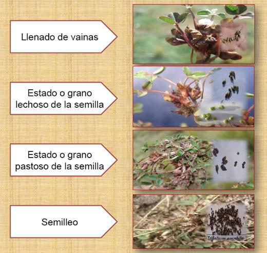 Fenología del trébol de puna en las praderas nativas altoandinas - Image 14