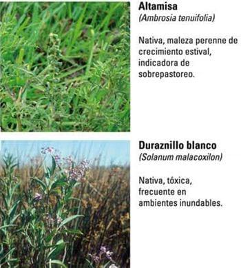 Produccion equina con concepto ambiental - Image 13