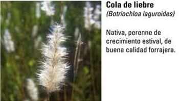 Produccion equina con concepto ambiental - Image 5