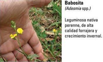 Produccion equina con concepto ambiental - Image 1