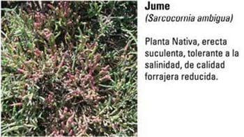 Produccion equina con concepto ambiental - Image 7