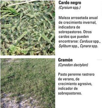 Produccion equina con concepto ambiental - Image 9