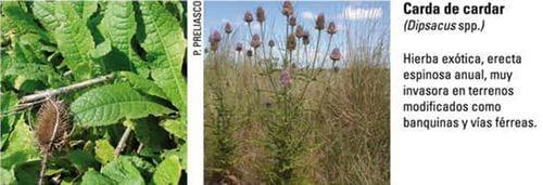 Produccion equina con concepto ambiental - Image 10