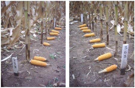 Calidad de implantación de maíz y poroto en relación al diseño y regulación de la sembradora - Image 8