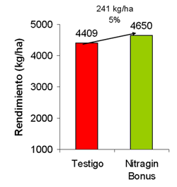 Azospirillum brasilense: Tecnología para mejorar la producción en trigo y otros cereales de invierno - Image 3