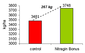 Azospirillum brasilense: Tecnología para mejorar la producción en trigo y otros cereales de invierno - Image 4