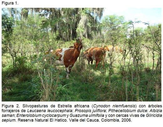 La ganadería bovina en Costa Rica: contaminador o aliado - Image 2