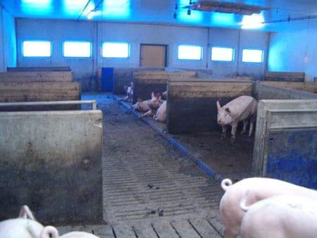 Gestaciones con estaciones electrónicas de alimentación - Image 1