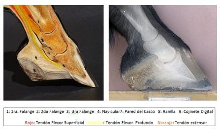 Una perspectiva ética y profesional del estado del arte de herrar y no herrar en los tiempos modernos - Image 4