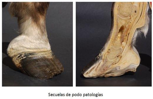 Una perspectiva ética y profesional del estado del arte de herrar y no herrar en los tiempos modernos - Image 6