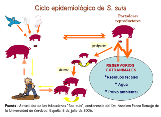 Principales Agentes del Complejo Respiratorio Porcino - Image 2