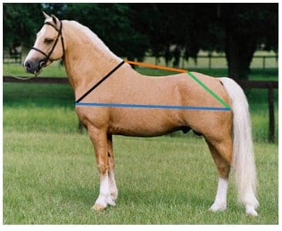 Cintura Anatomica Cammeo Equino Antistroffio Con Doppio Elastico - Morbida E Traspirante Per Il Comfort Del Cavallo