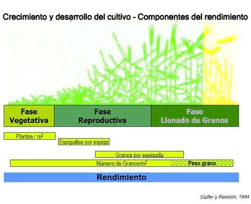 Mejorar la eficiencia de producción en trigo y otros cereales - Image 1