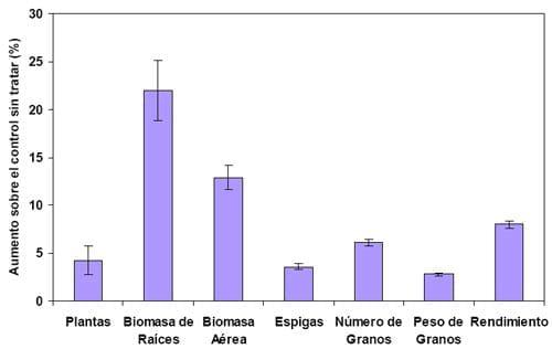 Mejorar la eficiencia de producción en trigo y otros cereales - Image 2