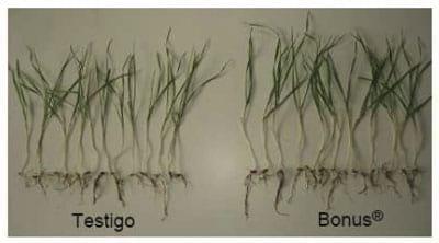 Mejorar la eficiencia de producción en trigo y otros cereales - Image 4