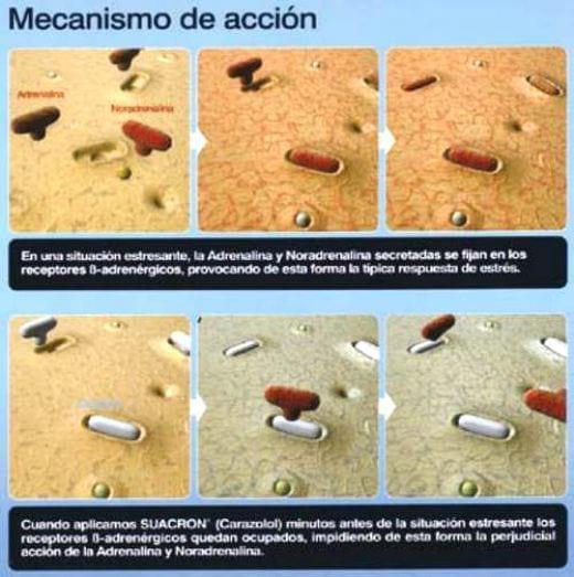 Utilización del carazolol (Suacron®) como factor de manejo en las estrategias de control del parto en cerdas - Image 4