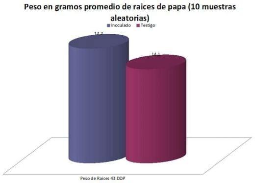 Evaluación de Nodumax Azo Papa sobre el desarrollo y rendimiento de Papa CV. Spunta, en plantación tardía, campaña 2009. - Image 7