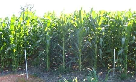 Respuesta del maíz a dosis crecientes de nitrógeno utilizando fuentes líquidas en combinación con inhibidores de la nitrificación, Campaña 2008/09 - Image 8