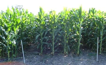 Respuesta del maíz a dosis crecientes de nitrógeno utilizando fuentes líquidas en combinación con inhibidores de la nitrificación, Campaña 2008/09 - Image 11