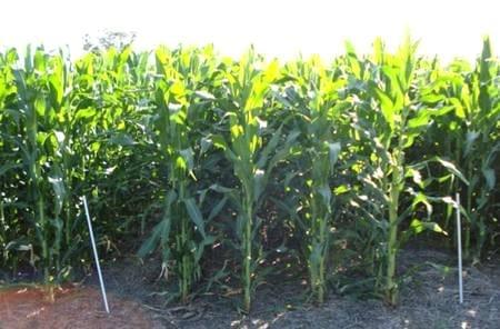 Respuesta del maíz a dosis crecientes de nitrógeno utilizando fuentes líquidas en combinación con inhibidores de la nitrificación, Campaña 2008/09 - Image 10