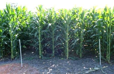 Respuesta del maíz a dosis crecientes de nitrógeno utilizando fuentes líquidas en combinación con inhibidores de la nitrificación, Campaña 2008/09 - Image 12