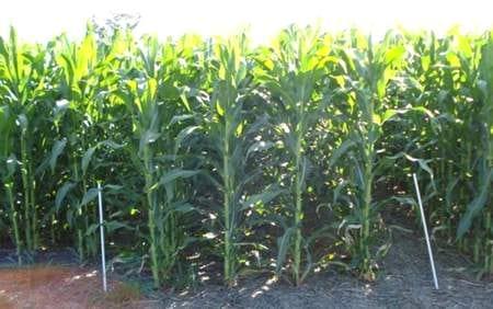 Respuesta del maíz a dosis crecientes de nitrógeno utilizando fuentes líquidas en combinación con inhibidores de la nitrificación, Campaña 2008/09 - Image 9