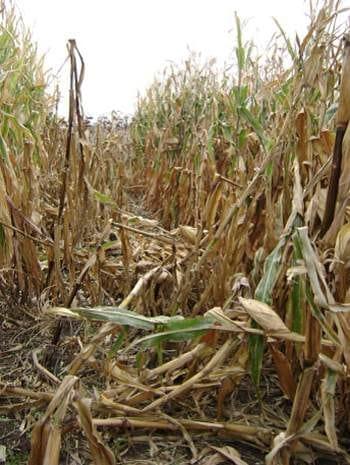 Panorama sanitario del cultivo de maíz en la zona Norte de la Prov. de Bs. As Campañas 2007/08-2008/09 - Image 5