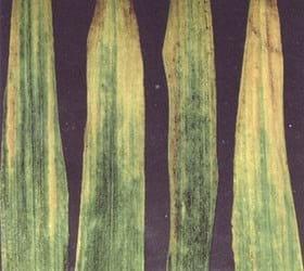 Prospección del barley yellow dwarf virus (bydv) en el cultivo de trigo - Image 1