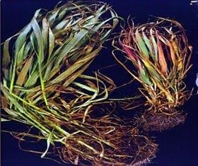 Prospección del barley yellow dwarf virus (bydv) en el cultivo de trigo - Image 2