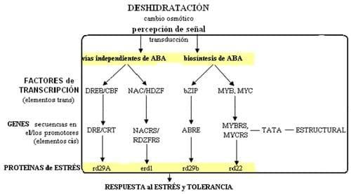 Maíz tolerante a sequía: el evento esperado - Image 2