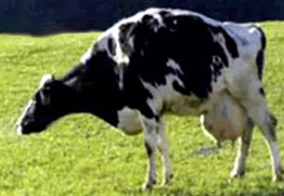 Bienestar animal en ganado lechero. El consumidor actual solicita reglas mínimas internacionales sobre el bienestar animal - Image 2