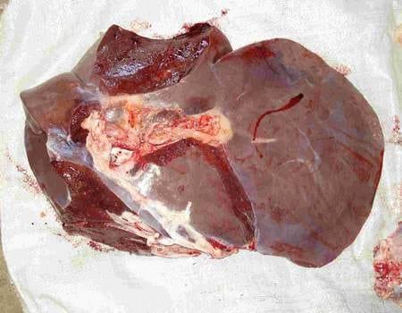 Hiper proteínas en terneros Holandos - Image 13