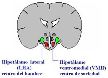 Factores que afectan el consumo y la nutrición del lechón tanto neonato como destetado - Image 1