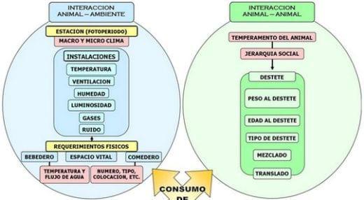Factores que afectan el consumo y la nutrición del lechón tanto neonato como destetado - Image 4