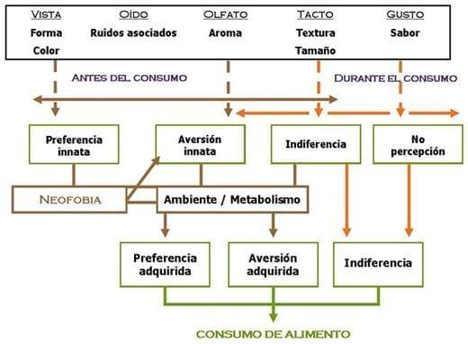 Factores que afectan el consumo y la nutrición del lechón tanto neonato como destetado - Image 3