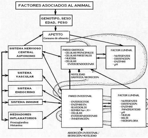 Factores que afectan el consumo y la nutrición del lechón tanto neonato como destetado - Image 2