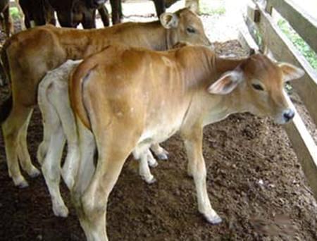 Eventos reproductivos de vacas con diferente porcentaje de genes Bos taurus en el trópico mexicano - Image 2
