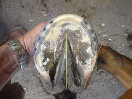 El desvasado de potrillos, una necesidad con doble filo. - Image 7