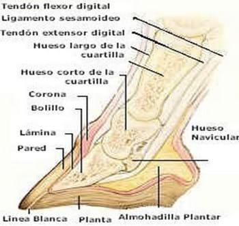 Conceptos Básicos del cuidado del caballo - Image 6