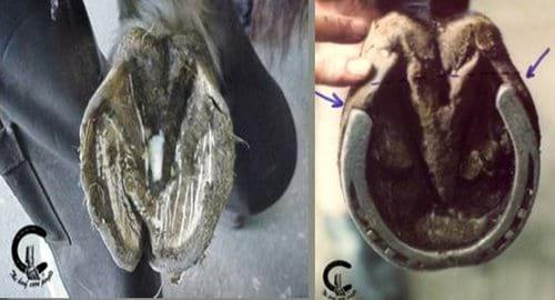 Conceptos Básicos del cuidado del caballo - Image 12