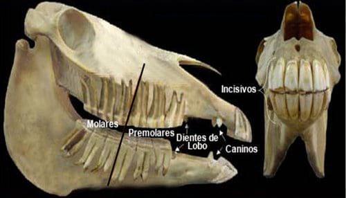 Conceptos Básicos del cuidado del caballo - Image 13