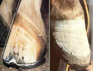 Conceptos Básicos del cuidado del caballo - Image 7