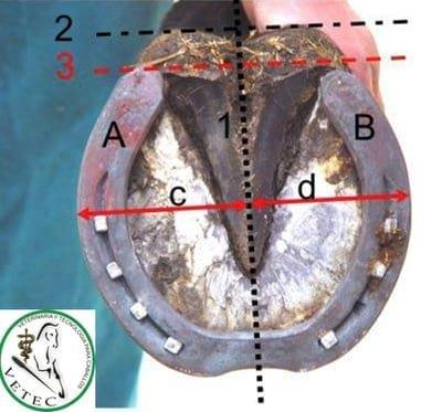 Conceptos Básicos del cuidado del caballo - Image 8