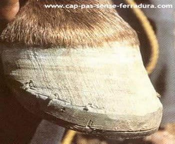 Conceptos Básicos del cuidado del caballo - Image 10