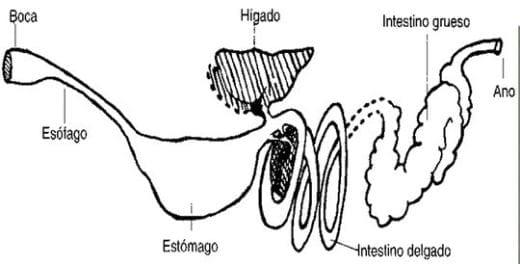 Conceptos Básicos del cuidado del caballo - Image 3